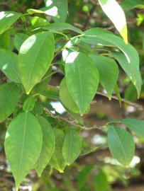              Shade leaves (Riverside, CA)       