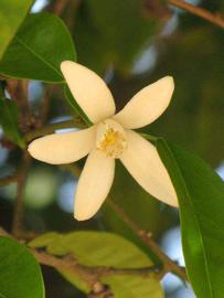              Flower (Riverside, CA)       