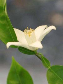              Flower (Riverside, CA)       