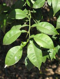              Sun leaves (Riverside, CA)       