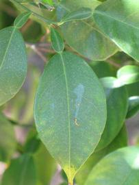              Unifoliolate leaf (Riverside, CA)       