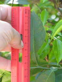              Unifoliolate leaf (Riverside, CA)       