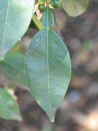              Unifoliolate leaf (Riverside, CA)       