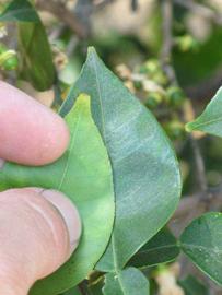              Margin (Riverside, CA)       