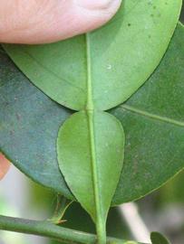              Petiole (Riverside, CA)       