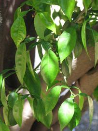              Shade leaves (Riverside, CA)       