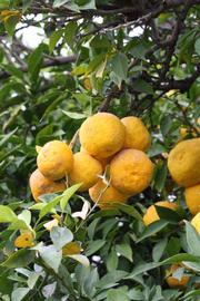            Fruit (Riverside, CA)   