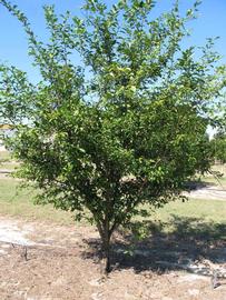            Habit (Winter Haven, FL)   