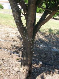            Bark (Winter Haven, FL)   