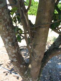            Bark (Winter Haven, FL)      