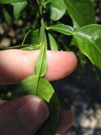              Petiole (Winter Haven, FL)       