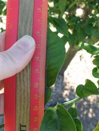              Unifoliolate leaf (Winter Haven, FL)       