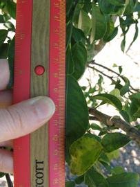              Unifoliolate leaf (Winter Haven, FL)       