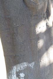            Bark (Riverside, CA)   
