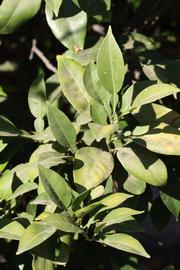              Sun leaves (Riverside, CA)       