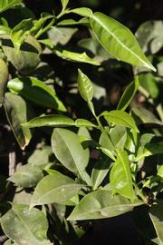              Sun leaves (Riverside, CA)       