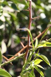              First year twig (Riverside, CA)       