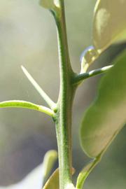              First year twig (Riverside, CA)       