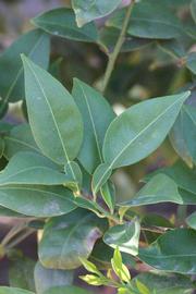              Shade leaves (Riverside, CA)       