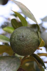              Immature fruit (Riverside, CA)       