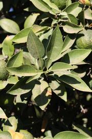              Sun leaves (Riverside, CA)       