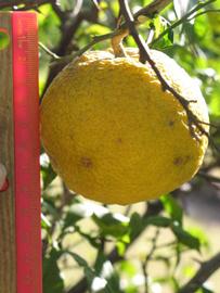            Fruit (Winter Haven, FL)   