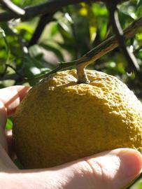            Fruit (Winter Haven, FL)   