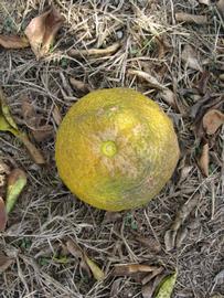            Fruit (Winter Haven, FL)   