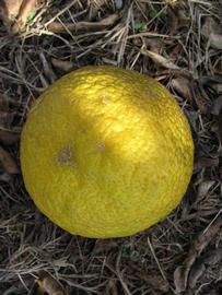            Fruit (Winter Haven, FL)   