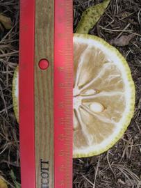            Fruit cross-section (Winter Haven, FL)   