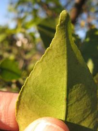              Margin (Winter Haven, FL)       