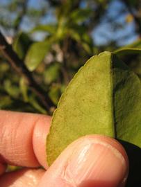              Margin (Winter Haven, FL)       