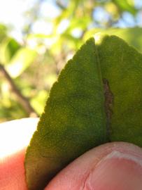              Margin (Winter Haven, FL)       