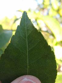              Margin (Winter Haven, FL)       