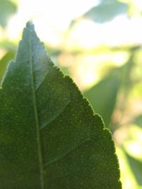              Margin (Winter Haven, FL)       