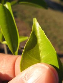              Margin (Winter Haven, FL)       