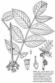                Leaf and inflorescence of    Zanthoxylum americanum                