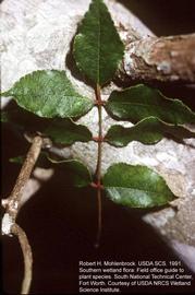              Pinnately compound leaf of  Zanthoxylum   clava-herculis                   