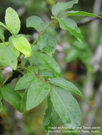              Pinnately compound leaf of  Zanthoxylum hirsutum                