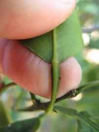              Petiole (Winter Haven, FL)       