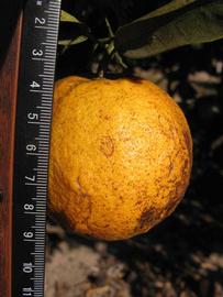            Fruit (Winter Haven, FL)   