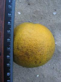            Fruit (Winter Haven, FL)   