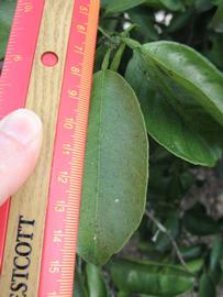              Unifoliolate leaf (Winter Haven, FL)       