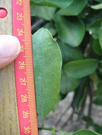              Unifoliolate leaf (Winter Haven, FL)       