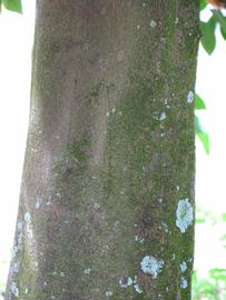            Bark (Winter Haven, FL)      