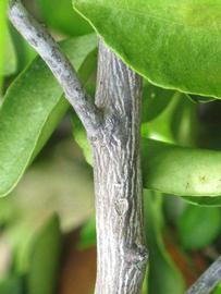              Second - third year twig (Winter Haven, FL)       