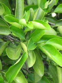              Sun leaves (Winter Haven, FL)       