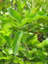              Sun leaves (Winter Haven, FL)       