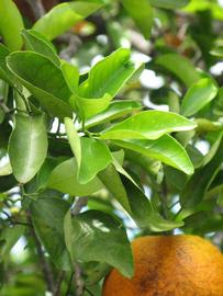              Sun leaves (Winter Haven, FL)       