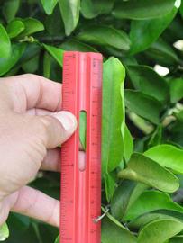              Unifoliolate leaf (Winter Haven, FL)       